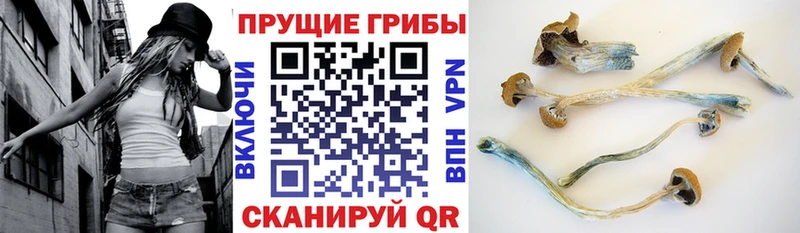 Псилоцибиновые грибы мицелий Тулун